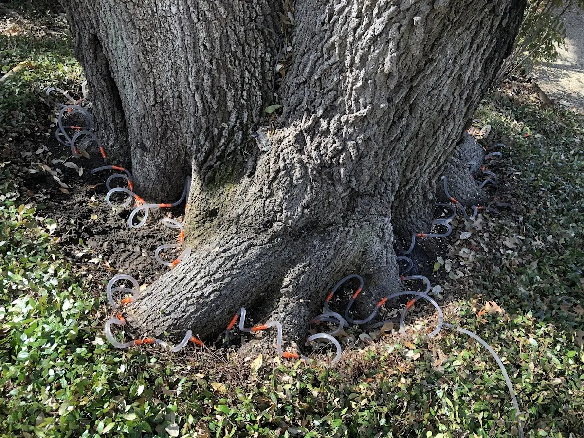Detailed Tree Cabling and Bracing job site in Hadley